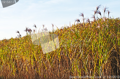 Image of switch grass with flower