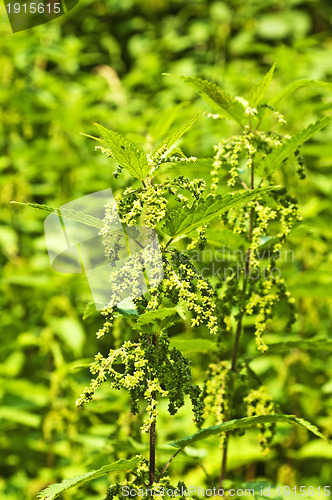 Image of stinging-nettle