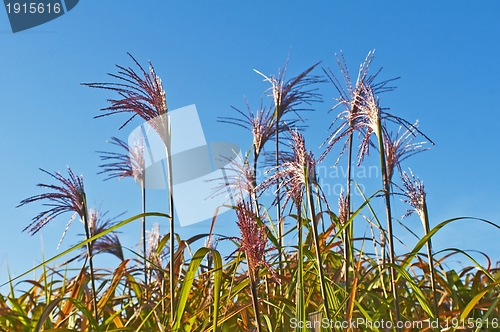 Image of switch grass with flower