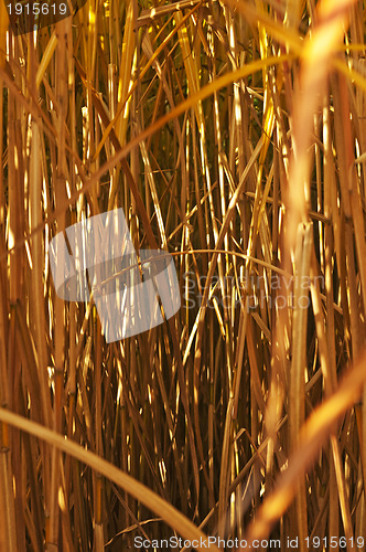 Image of switch grass in golden evening sun