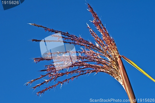 Image of switch grass with flower