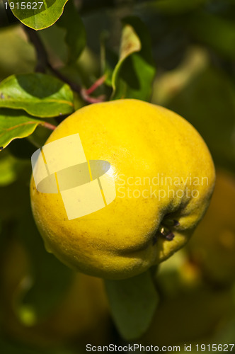 Image of quince