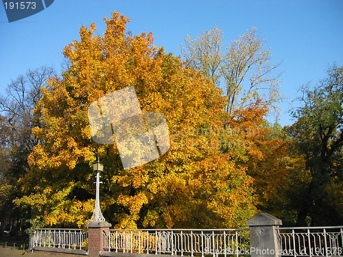 Image of autumn tree by Singel