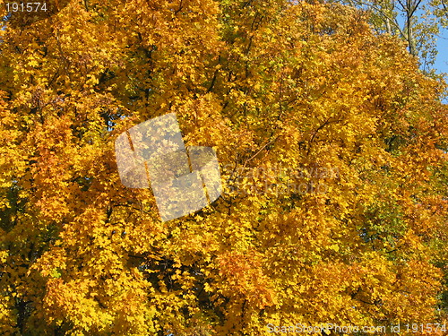 Image of autumn tree