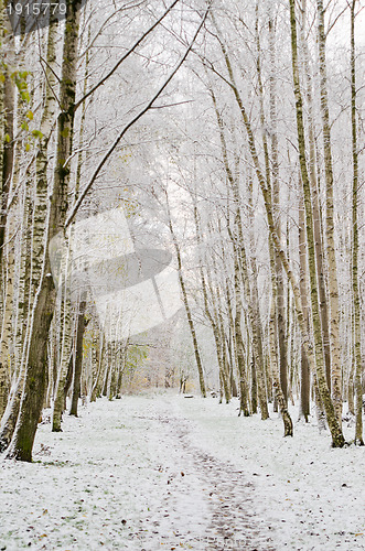 Image of Alley in the Park later in the autumn. First snow 