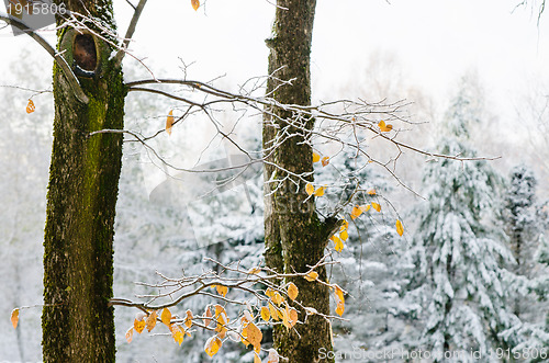 Image of  yellow leaves on the tree covered with the first snow in the Wo