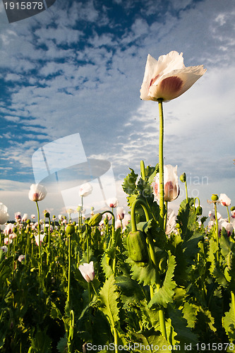 Image of Poppy flowers