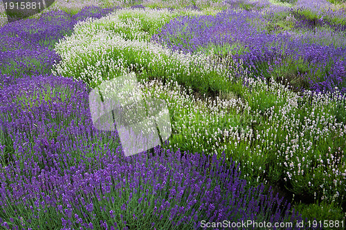 Image of Lavander field in Yorkshire Dales