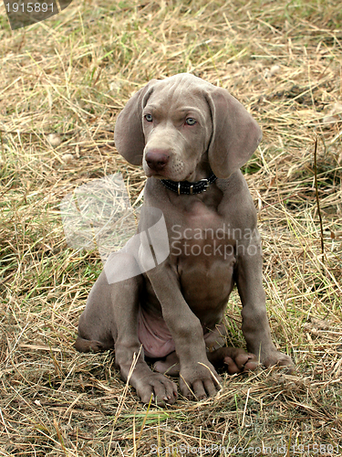 Image of Weimaraner Short-haired dog 