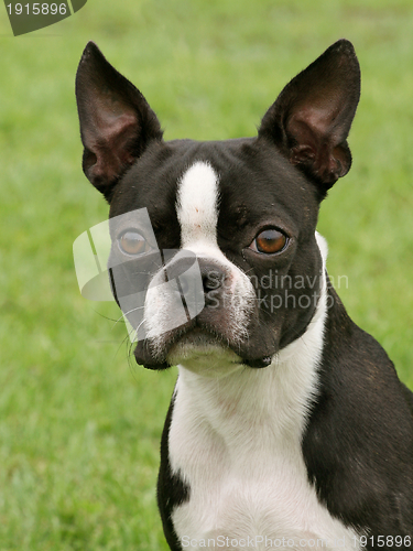 Image of Boston Terrier 