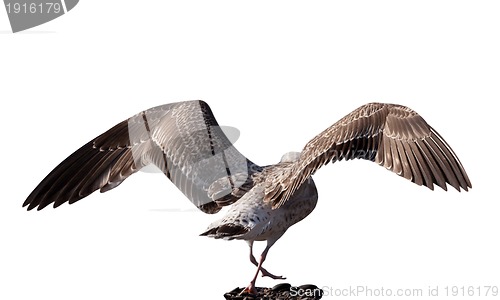 Image of Soaring seagull