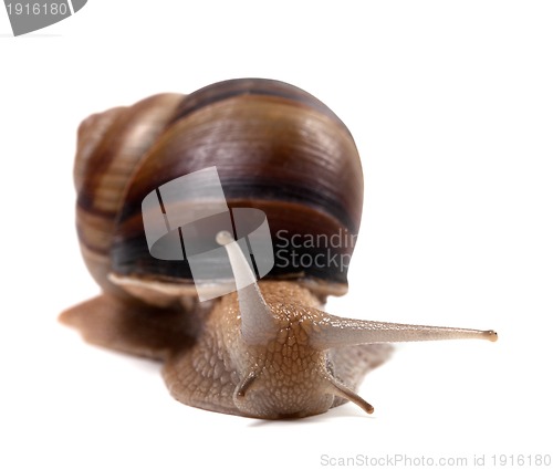 Image of Snail. Front view. 