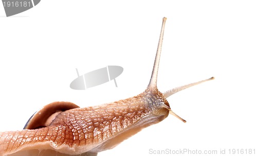 Image of Funny snail looking away