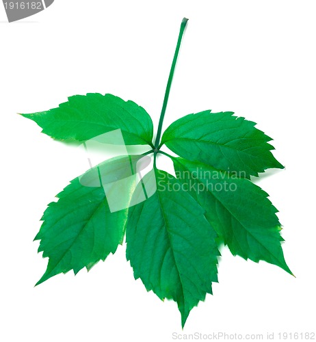 Image of Green virginia creeper leaves