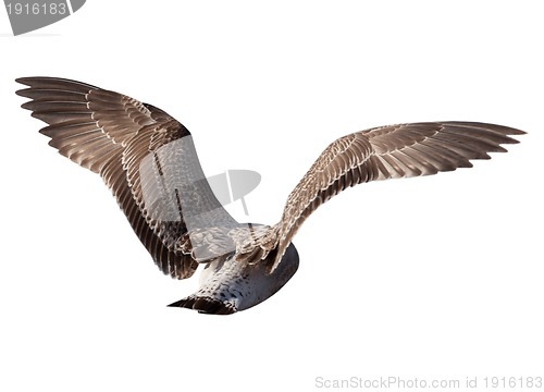 Image of Flying seagull isolated on white background