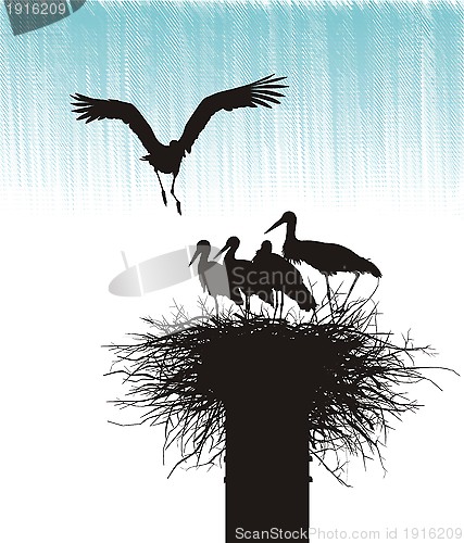 Image of Family of storks in nest