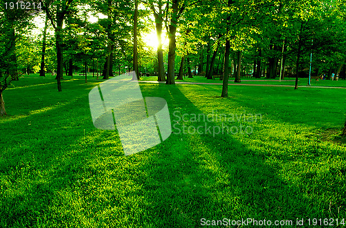 Image of Low setting sun in green park 