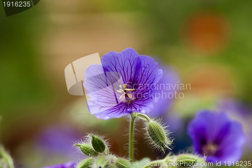 Image of geranium sylvaticum