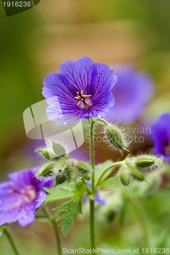 Image of geranium sylvaticum