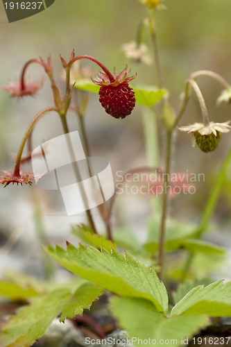 Image of wild strawberries