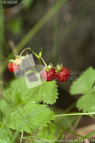 Image of wild strawberries