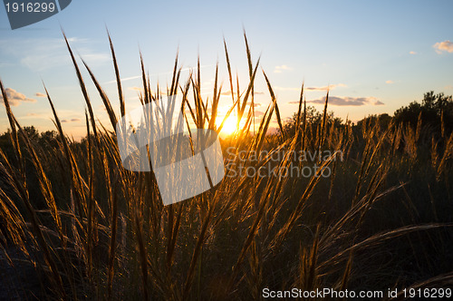 Image of Esparto grass