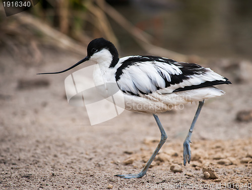 Image of Wader: black and white Pied avocet