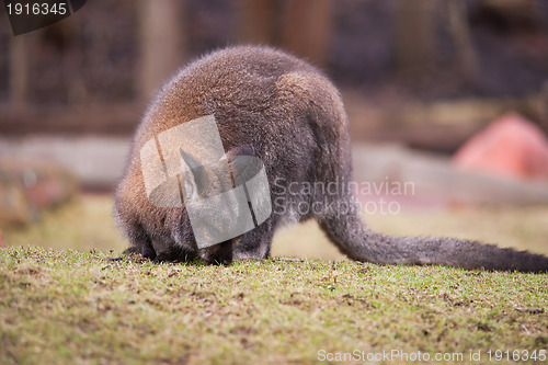 Image of Marsupials: Wallaby feeding on the grass