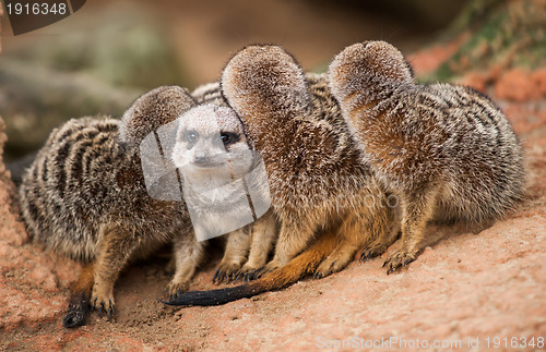 Image of Be different: group of meerkats looking out