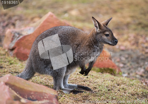 Image of Wallaby: wildlife and animals of Australia