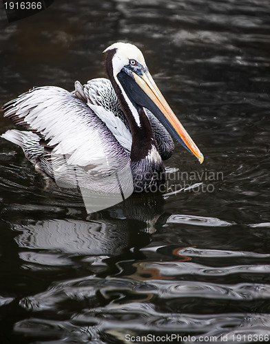 Image of Peruvian Pelican: birds from South America  