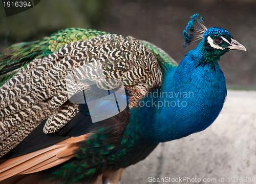 Image of Peacock: Bird of Juno. Artistic shallow DOF