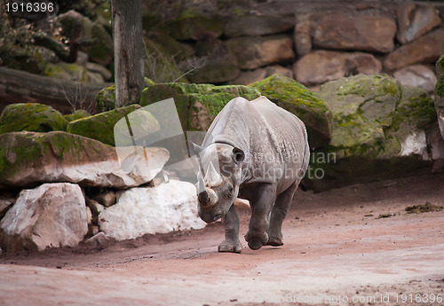 Image of Black rhinoceros: animal life in Africa