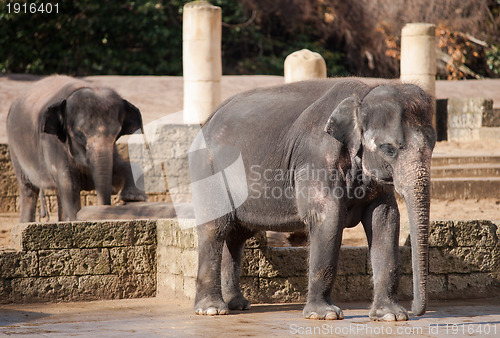 Image of Asiatic elephants: Animal life in Asia