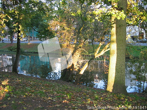 Image of Sunlight in tree