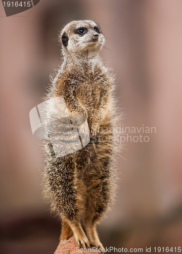 Image of Animals of Africa: watchful meerkat