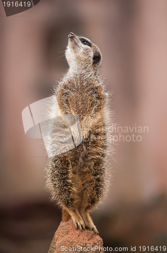 Image of Look  out: watchful meerkat or suricate