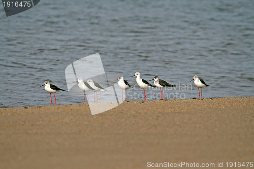 Image of water bird (himantopus himantopus), nature animal photo