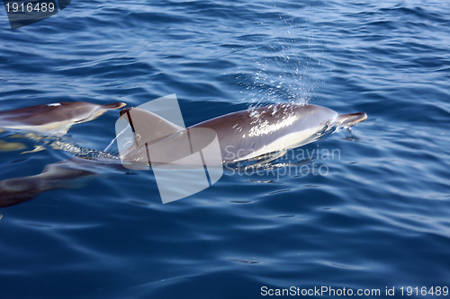 Image of beautiful dolphins in the ocean