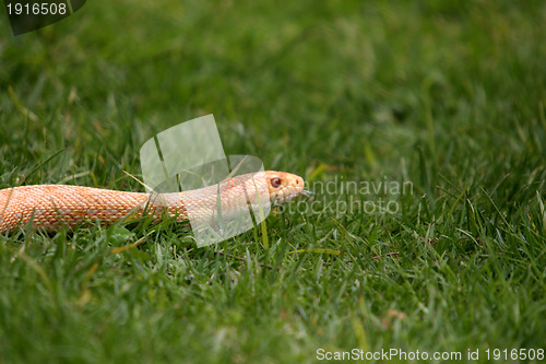 Image of Boa constrictor snake, nature animal photo