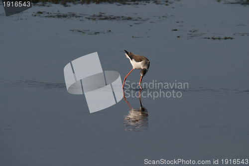Image of water bird (himantopus himantopus), nature animal photo
