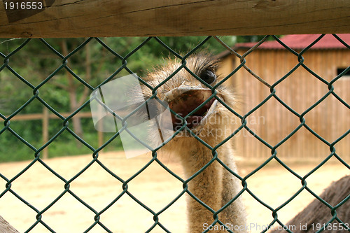 Image of beautiful ostrich, nature animal photo