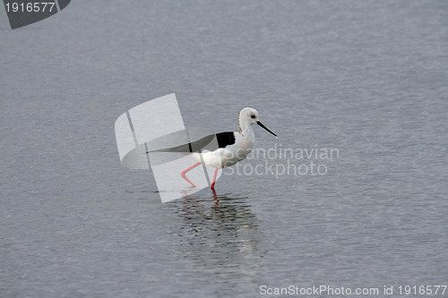 Image of water bird (himantopus himantopus), nature animal photo