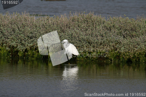 Image of Great White heron, beautiful nature animal photo