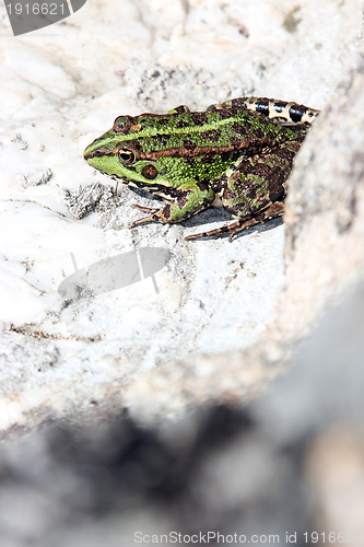 Image of beautiful green frog, nature and wildlife photo