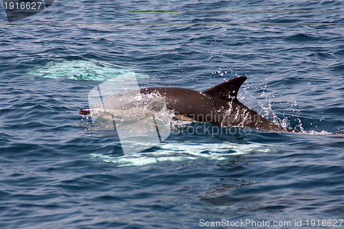 Image of beautiful dolphins in the ocean