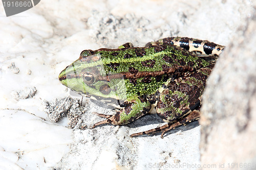 Image of beautiful green frog, nature and wildlife photo