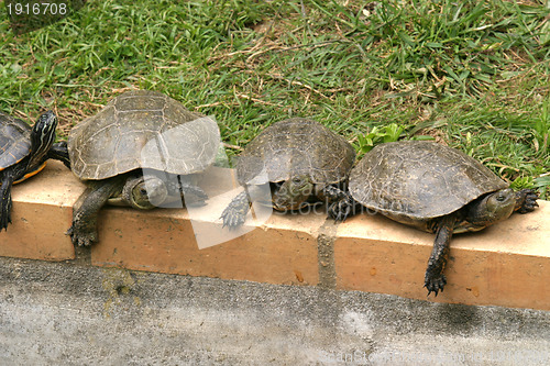 Image of animal nature photo, Red-eared Slider (Trachemys scripta elegans