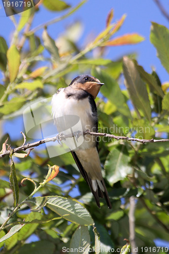 Image of swallows in the spring, nature photo