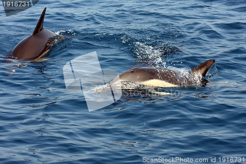 Image of beautiful dolphins in the ocean